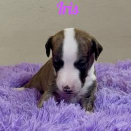 Girl 3 - Fawn brindle female Whippet puppy in Brooksville, Florida from Phasion Whippets Kimberly & Paul Norton Sr.