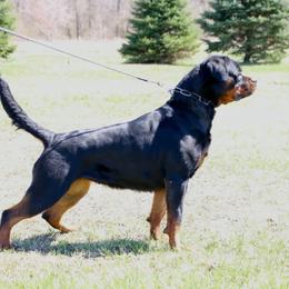 Schatzi - Rottweiler