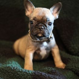 Yellow Collar - Fawn and white female French Bulldog puppy in Wichita, Kansas from Phantasticus French Bulldogs