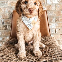 Goldendoodle Puppies from The Doting Doodle