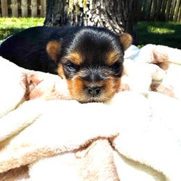 Girl 2 - female Yorkshire Terrier puppy in Essexville, Michigan from John's Yorkshire Terriers