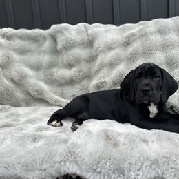 Dozer - Black and white male Great Dane puppy in Liberty, New York from Catskills Greatest Danes
