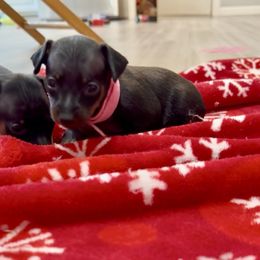 Video Princess - Black and rust female Miniature Pinscher puppy in Eatonton, Georgia from TNT Puppies