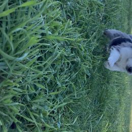 Australian Shepherd and Miniature Australian Shepherd Puppies from Seven K Ranch