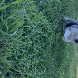 Australian Shepherd and Miniature Australian Shepherd Puppies from Seven K Ranch