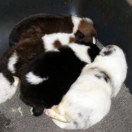 Shetland Sheepdog puppies from Mountain High Kennels
