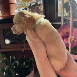 Boy 4 - Cream male Dachshund puppy in Gouverneur, New York from Dack Dachshunds