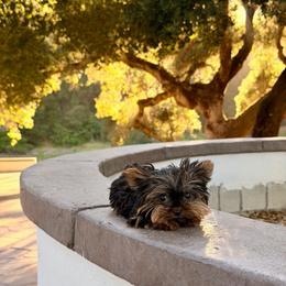Boy 2 Smaller - Black and gold male Yorkshire Terrier puppy in Bakersfield, California from Yorkie To My Heart