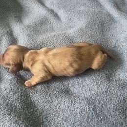 Boy 1 - Dapple male Dachshund puppy in Navarre, Florida from Sonia’s Creamsicle Dachshunds