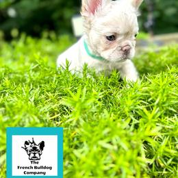 French Bulldog Puppies from The French Bulldog Company LLC