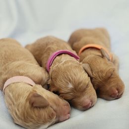 Goldendoodle Puppies from Dolly Doodle’s Doodles
