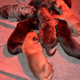 2 - Black male Perro de Presa Canario puppy in Houston, Texas from Space City Presas
