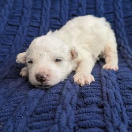 Mimi - White female Maltipoo puppy in Wendell, North Carolina from Teddys Teddy Bears