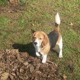 Beagles from Debonair Beagles