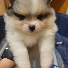 Pomeranian Puppies from Pitter Patter Poms