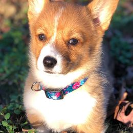 American Corgis and Pembroke Welsh Corgis from Rafter T Corgis