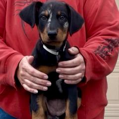 Scuttle (gray collar) - Harlequin female Beauceron puppy in Waller, Texas from Côté Obscur