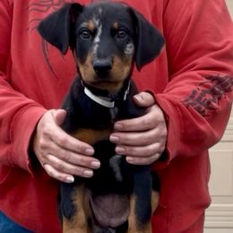 Scuttle (gray collar) - Harlequin female Beauceron puppy in Waller, Texas from Côté Obscur