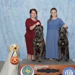 Cane Corso Puppies from Azelees Cane Corso