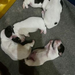 Border Collie and Jack Russell Terrier Puppies from CP FARMS BORDER COLLIES N JACKS CORP
