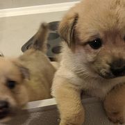 Norwegian Buhunds from Starry Sky Buhunds