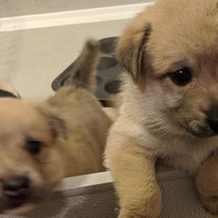 Norwegian Buhunds from Starry Sky Buhunds