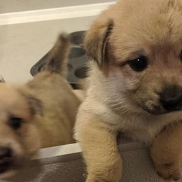 Norwegian Buhunds from Starry Sky Buhunds