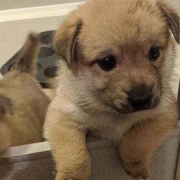 Norwegian Buhunds from Starry Sky Buhunds
