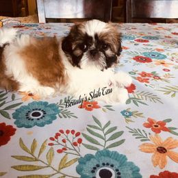 Sale-See videos - Gold and white male Shih Tzu puppy in Manteca, California from Beauty's Shih Tzu (California)