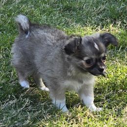 Bear Bear 3800 - Sable spotted white male Chihuahua puppy in Tulsa, Oklahoma from Hart's Chihuahuas