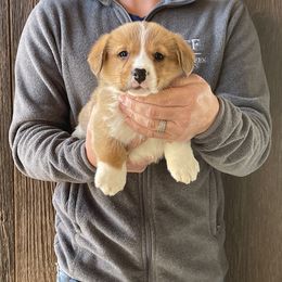 Tulip - Male 1 - Red male Pembroke Welsh Corgi puppy in Jefferson, South Carolina from Blue Creek Farms