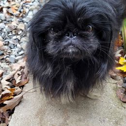Kerry - Pekingese