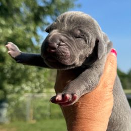 Blue Tanpoint - Blue male Great Dane puppy in Morton, Illinois from That Gurl K9s
