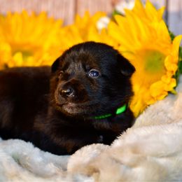 Dark green male - Black male Belgian Malinois puppy in Greenville, South Carolina from Vuurhart Herders