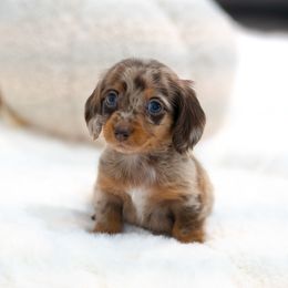 Perla - Dapple female Dachshund puppy in Fort Myers, Florida from Blossom Paws
