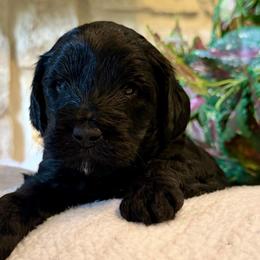 Bolt- blue boy Price 1800. - Black and white male Aussiedoodle puppy in Midlothian, Texas from Gray Doodles