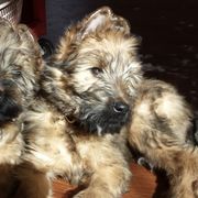 Briards from Victoria's Briards