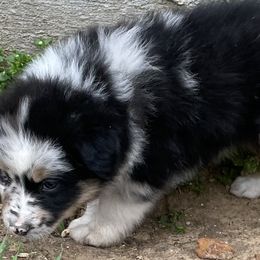 Boy 2 - Blue merle Australian Shepherd puppy in Blum, Texas from 4P Poteet Farms