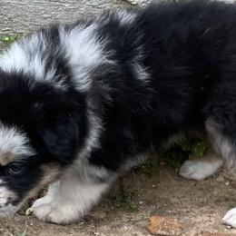 Boy 2 - Blue merle Australian Shepherd puppy in Blum, Texas from 4P Poteet Farms