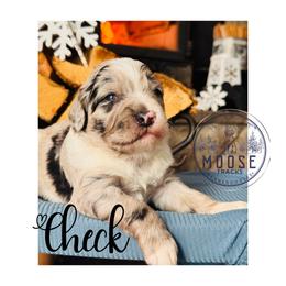 Check - Merle female Bernedoodle puppy in Belleville, Michigan from Moose Tracks Bernedoodles