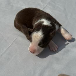 Lottie - Red & white female Miniature Australian Shepherd puppy in Marion, Michigan from Highland Hills Mini Aussies