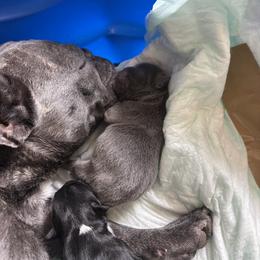 French Bulldog Puppies from Fair Towne Frenchies