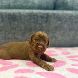 1 - Caramel male Australian Labradoodle puppy in Calhoun, Louisiana from Arrowhead Australian Labradoodles