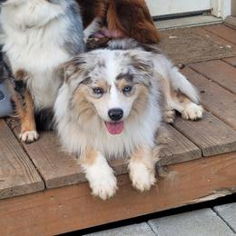 Loot - Miniature American Shepherd