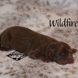 Wildfire - Red tri female Miniature Australian Shepherd puppy in Cody, Wyoming from Quartz Creek Aussies