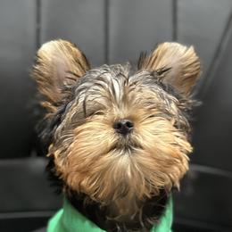 Yorkshire Terrier Puppies from Heaven_sent_toy_yorkies
