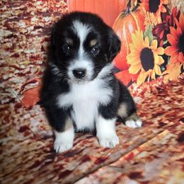 Girl 3 - Black tri-color female Australian Shepherd puppy in Lakeland, Florida from Diamond P Australian Shepherds
