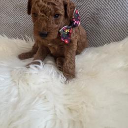 Al - Red  male Goldendoodle puppy in Davie, Florida from Daviegoldendoodles