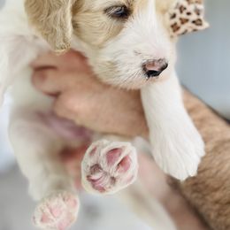 Goldendoodle Puppies from Thompson Creek Doodles