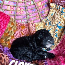 Clover - Phantom Poodle puppy in Philadelphia, Pennsylvania from The Stone’s Poodles